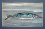 mackerel