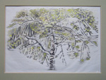 Spring Birch