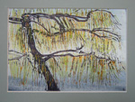 spring willow